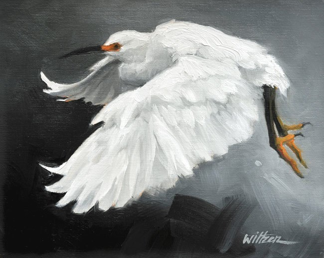 Snowy Egret.png