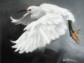 Snowy Egret.png